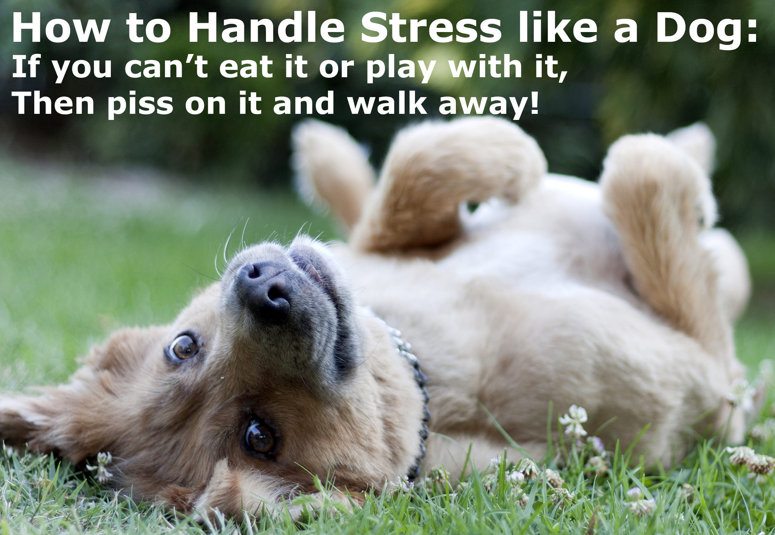 Drop It Lessons from Dogs on Stress Management