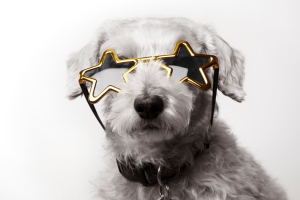 Small white dog in gold star sunglasses
